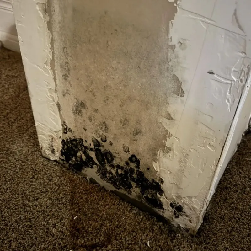 Professional Mold Removal in Ford County, IL